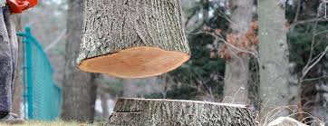 Best Tree Preservation Services  in Goodlettsville, TN