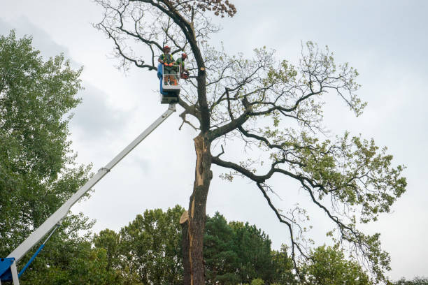 Best Firewood Processing and Delivery  in Goodlettsville, TN